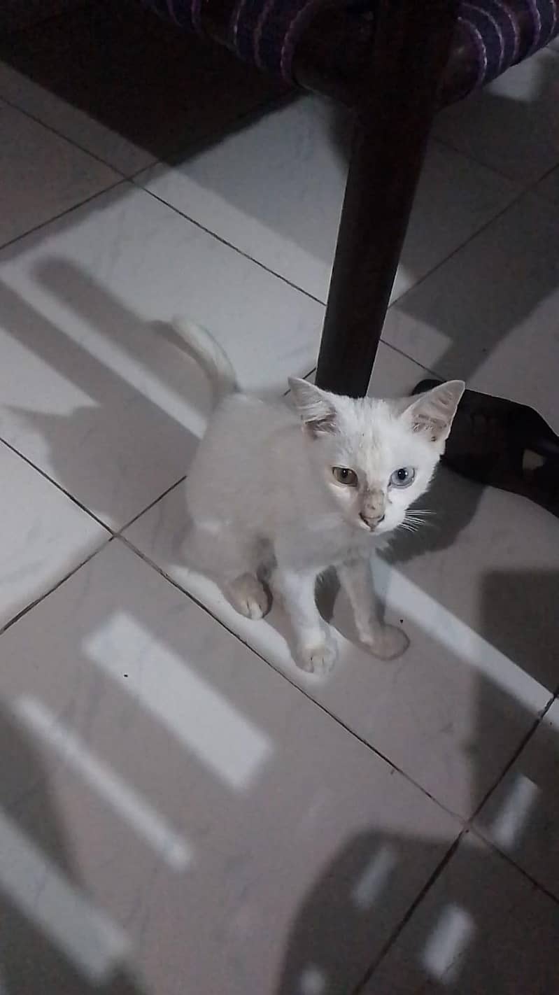 Romeo 0