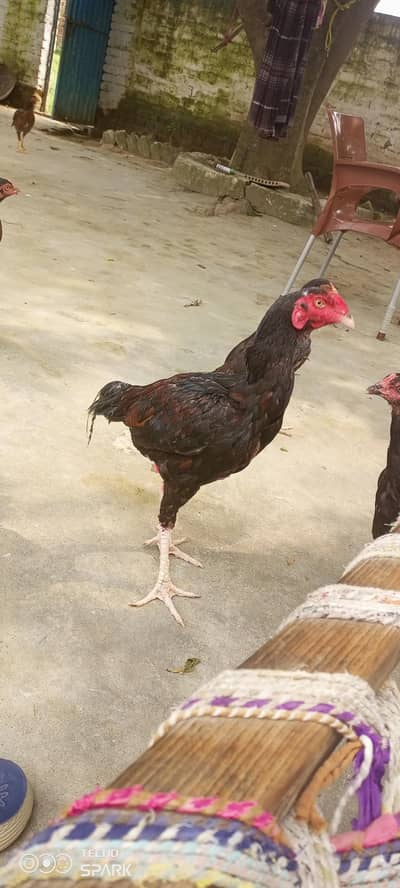 chicks for sale