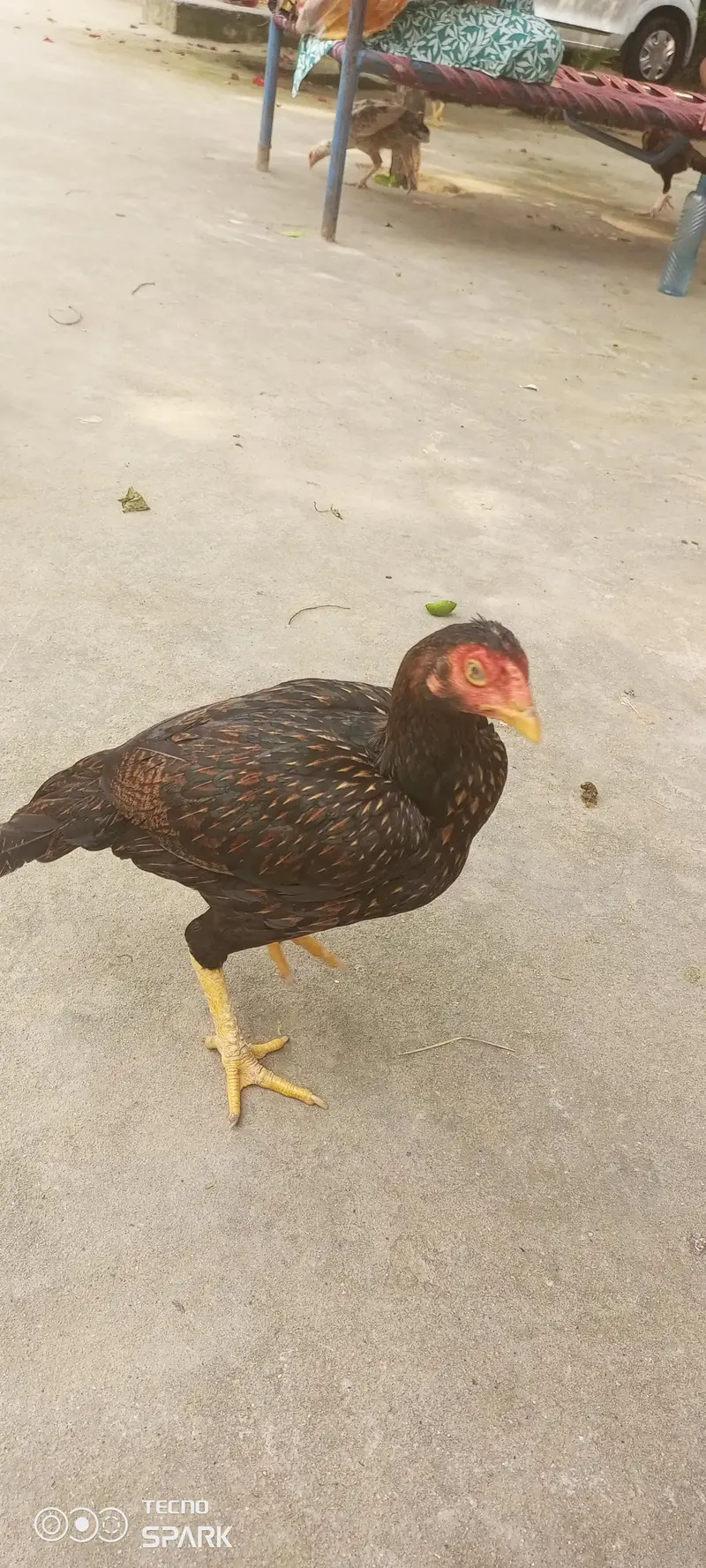 chicks for sale — photo 2