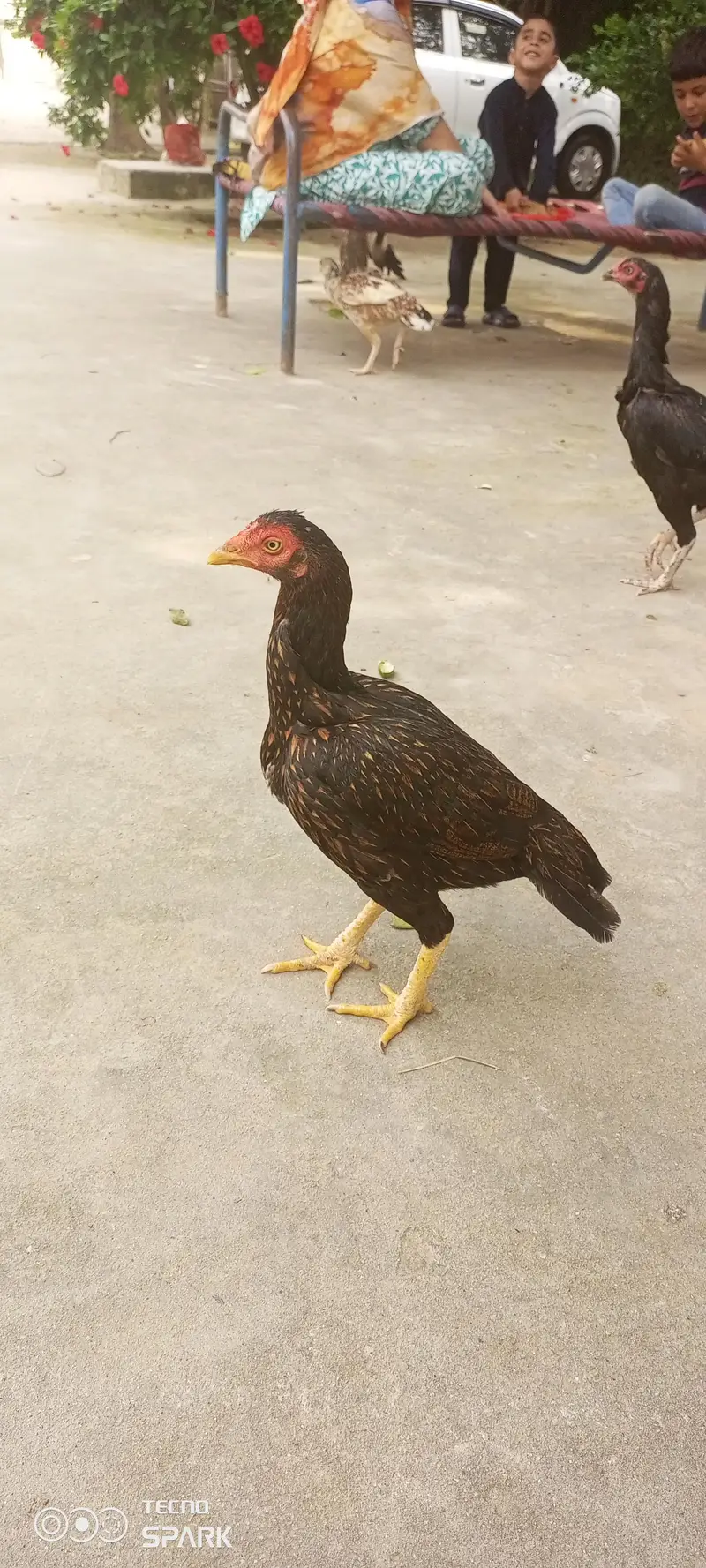chicks for sale — photo 3