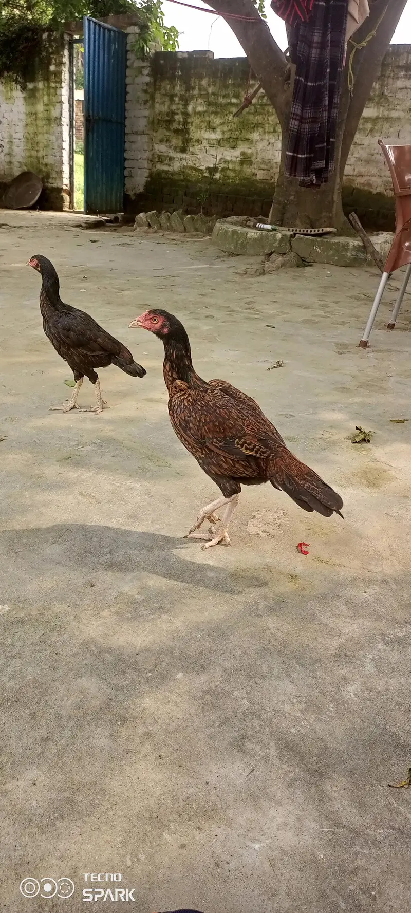 chicks for sale — photo 4