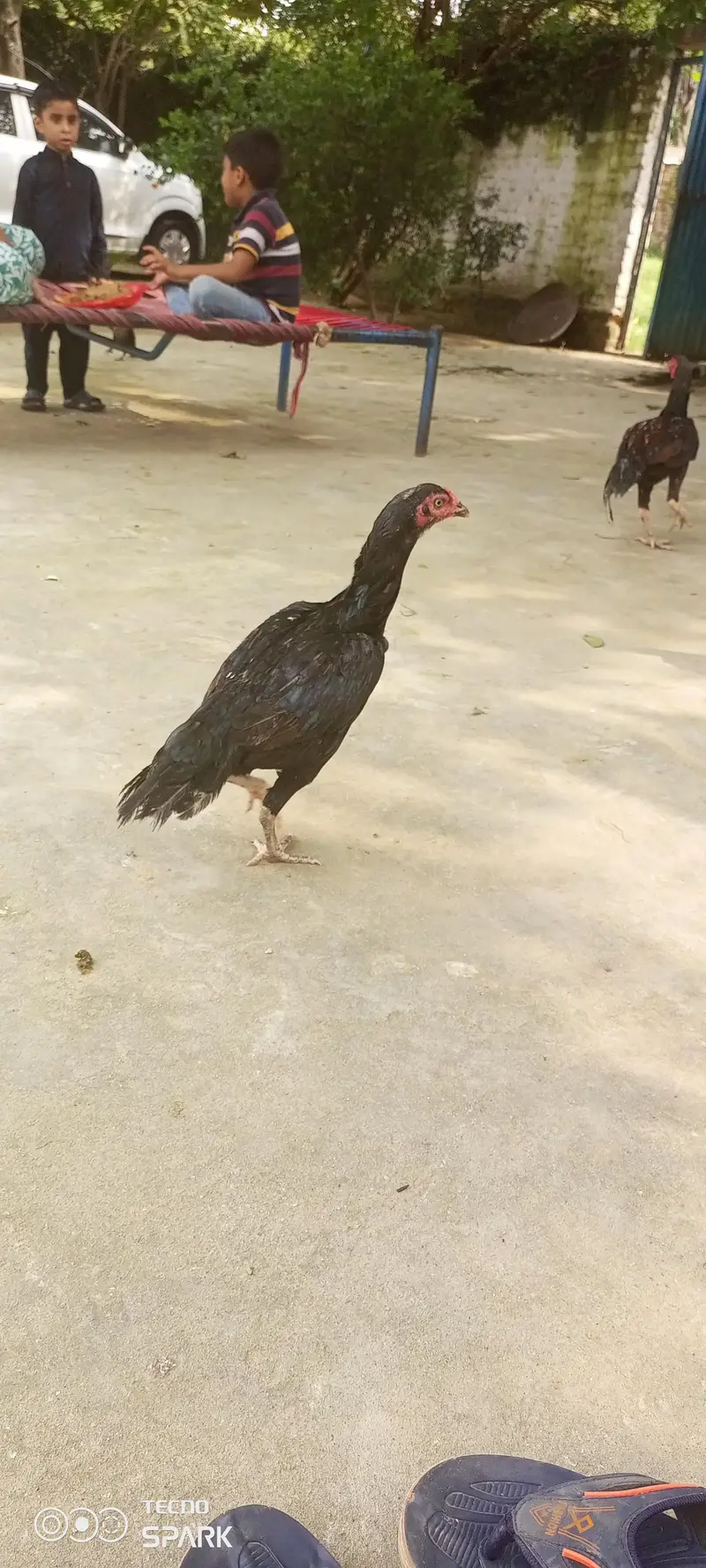 chicks for sale — photo 5