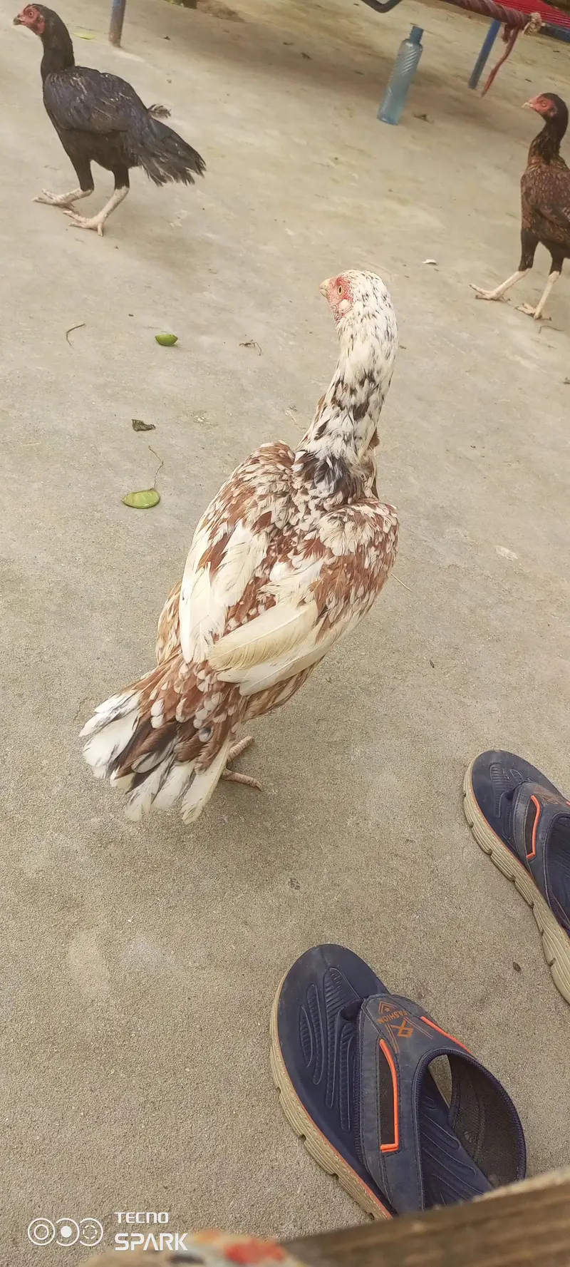 chicks for sale — photo 6