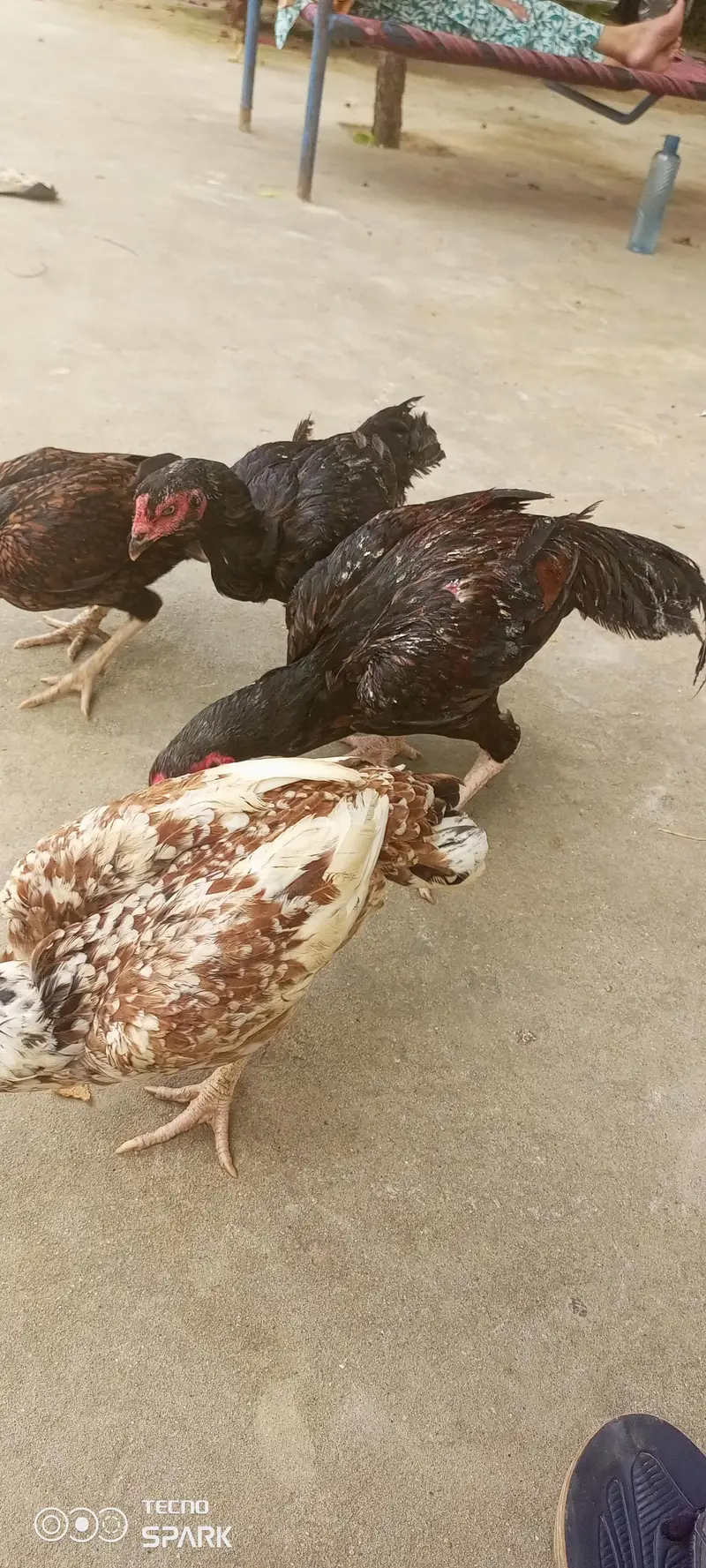 chicks for sale — photo 7