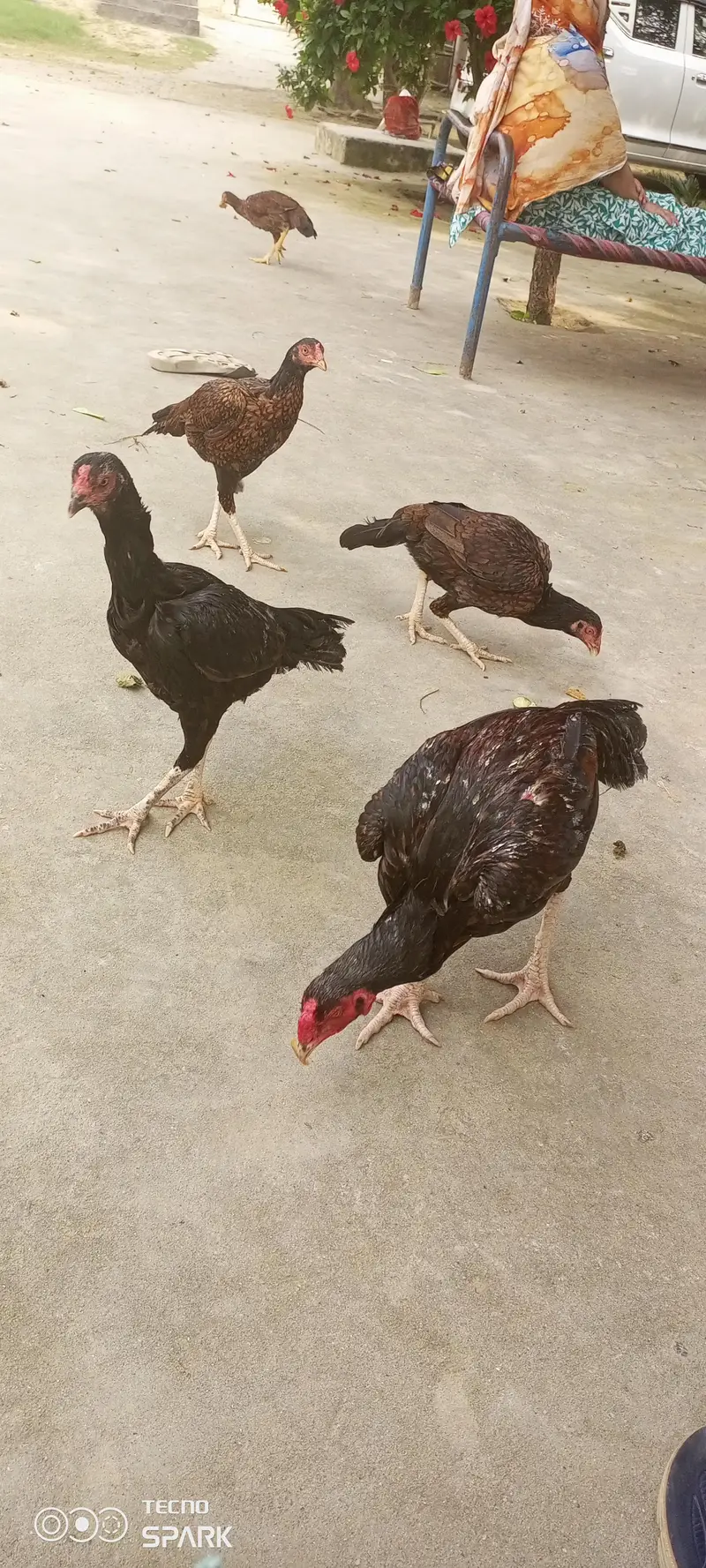 chicks for sale — photo 8