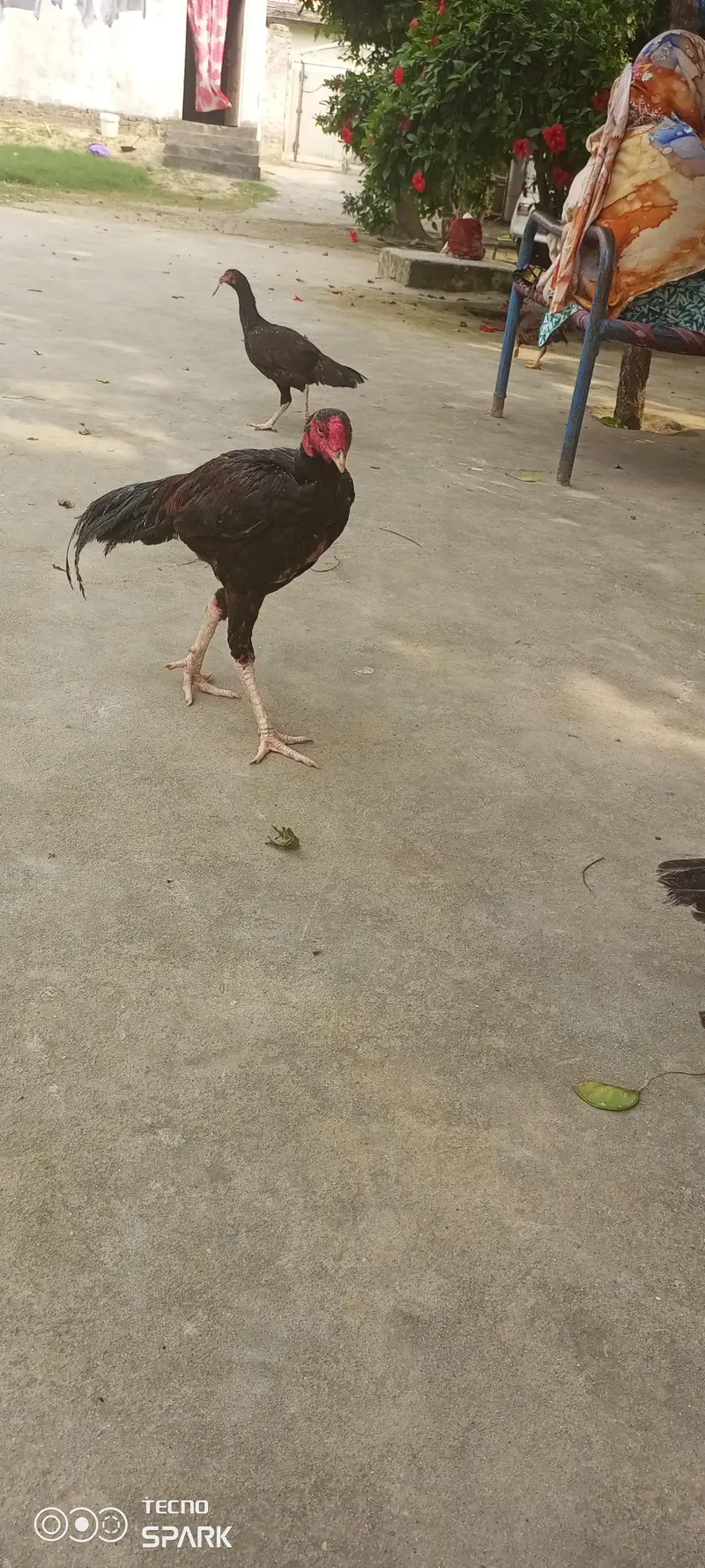 chicks for sale — photo 9