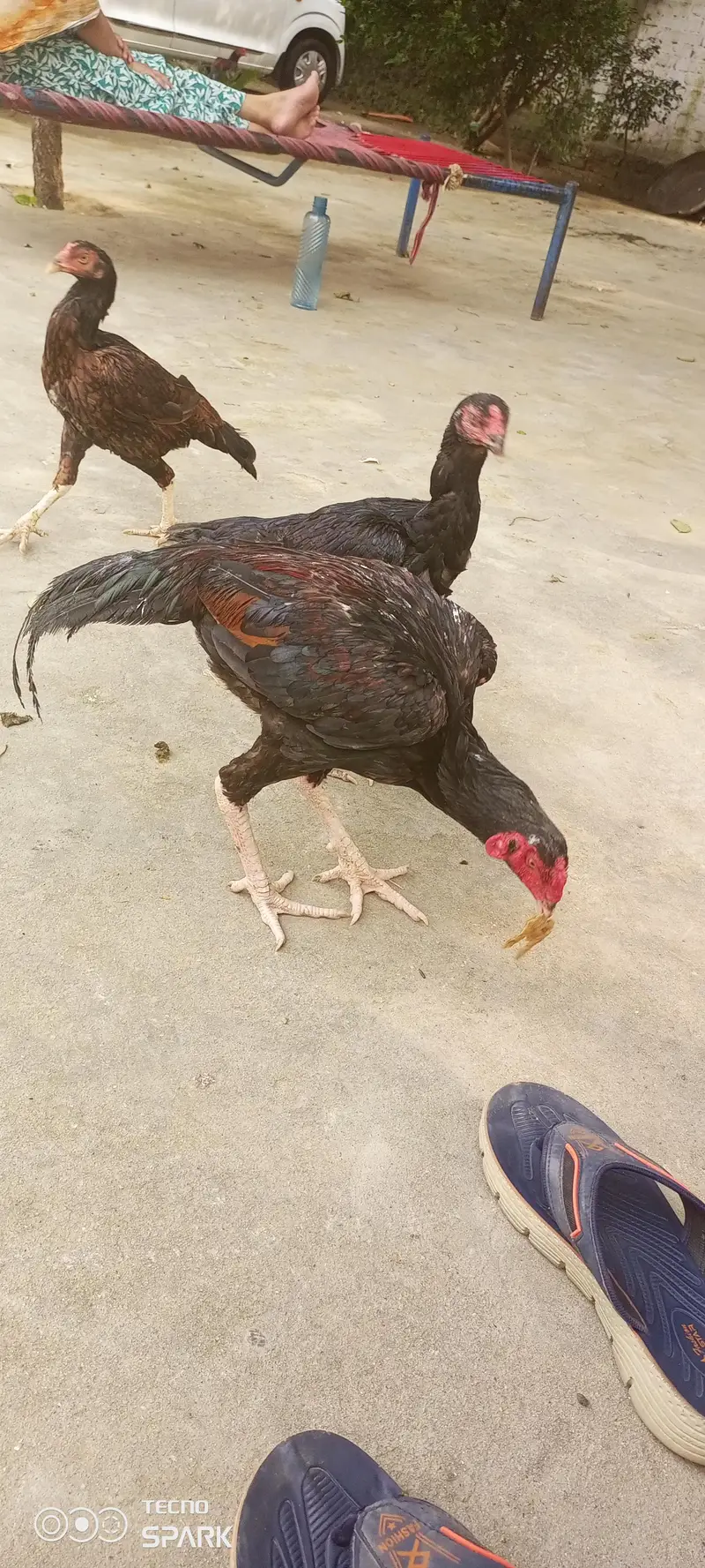 chicks for sale — photo 10