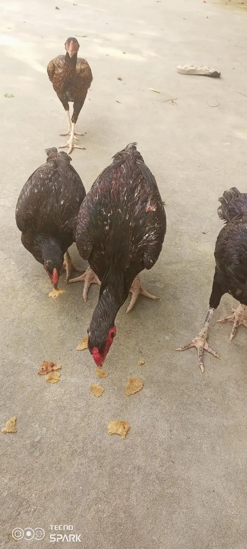 chicks for sale — photo 11