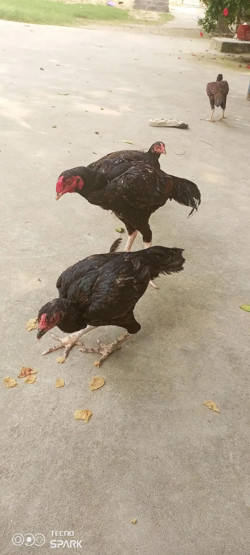 chicks for sale — photo 12