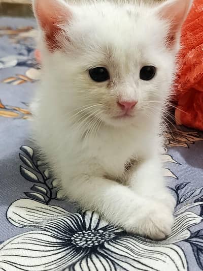 persion kitten for sale