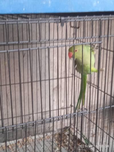 Green female
