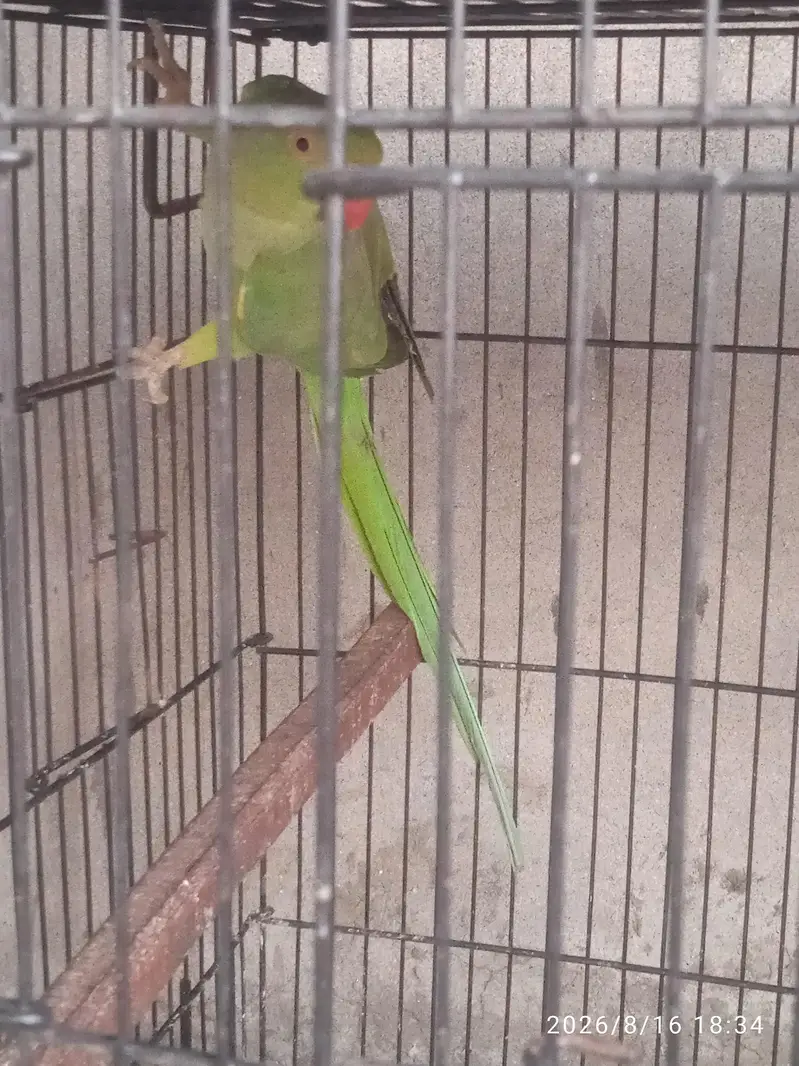 Green female — photo 2