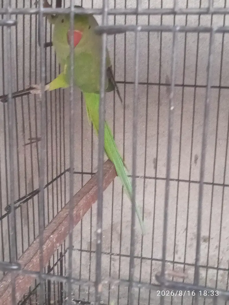 Green female — photo 3