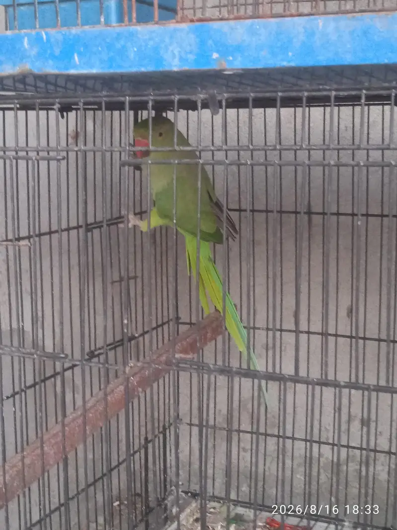 Green female — photo 4