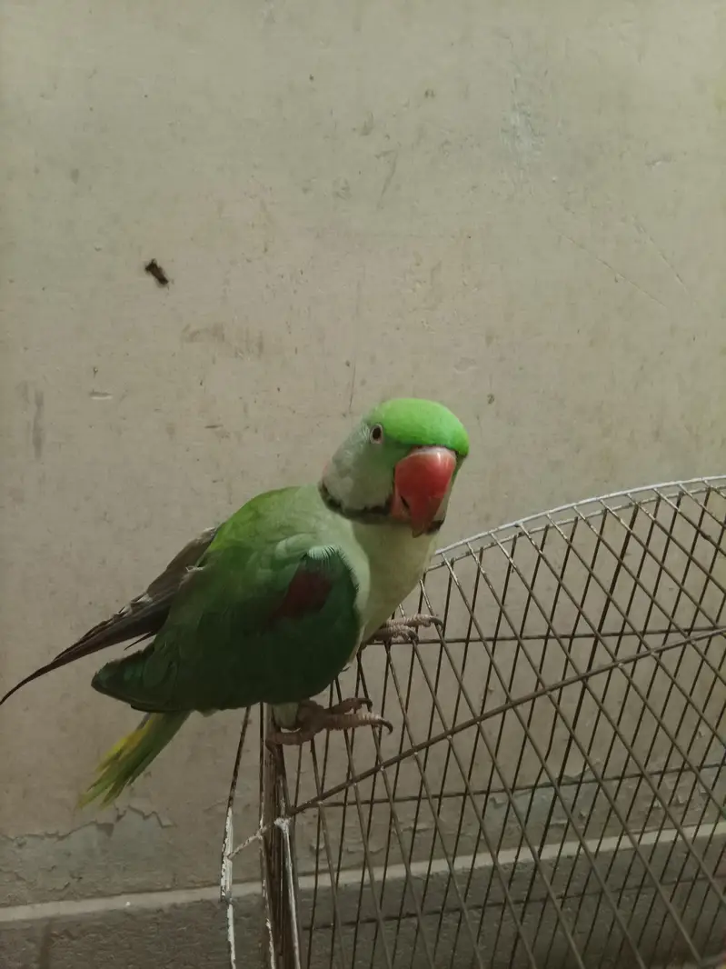 Raw parrot. batayein bhi karta ha. — photo 3