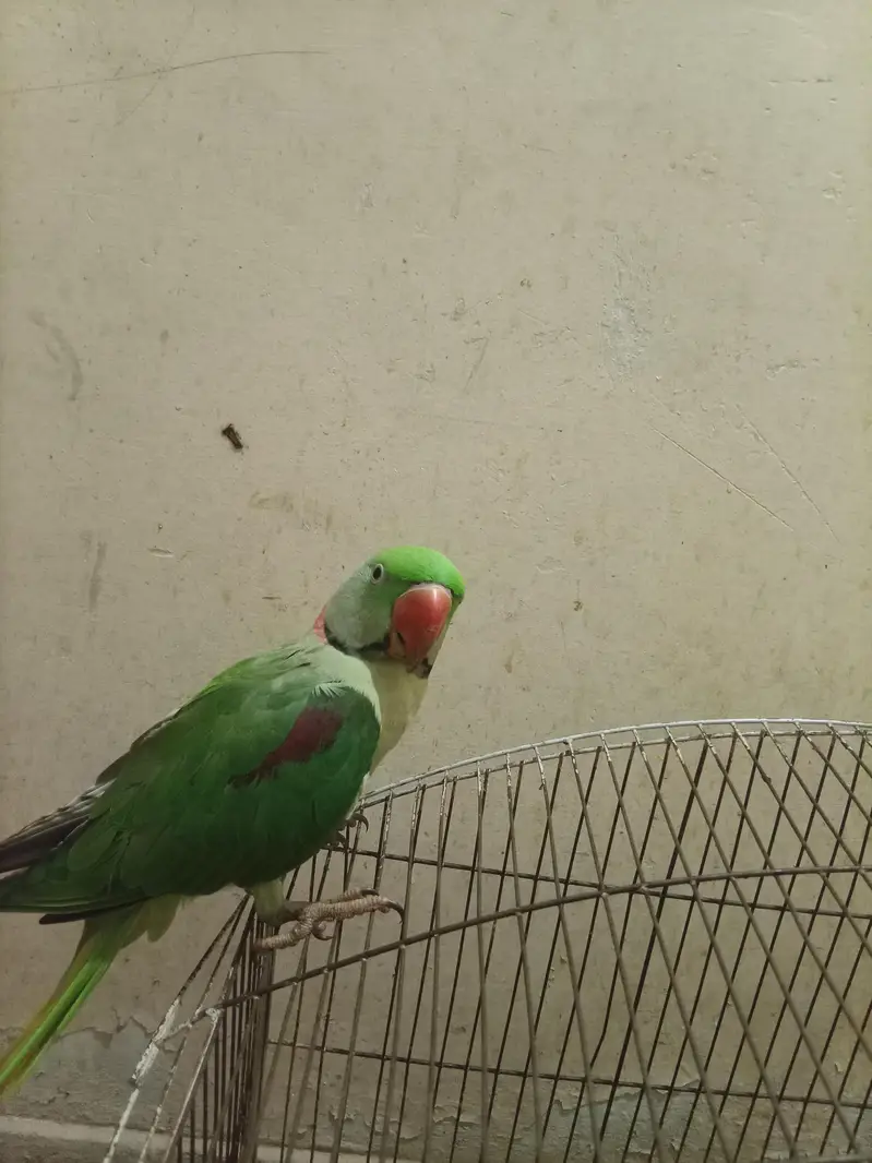 Raw parrot. batayein bhi karta ha. — photo 4