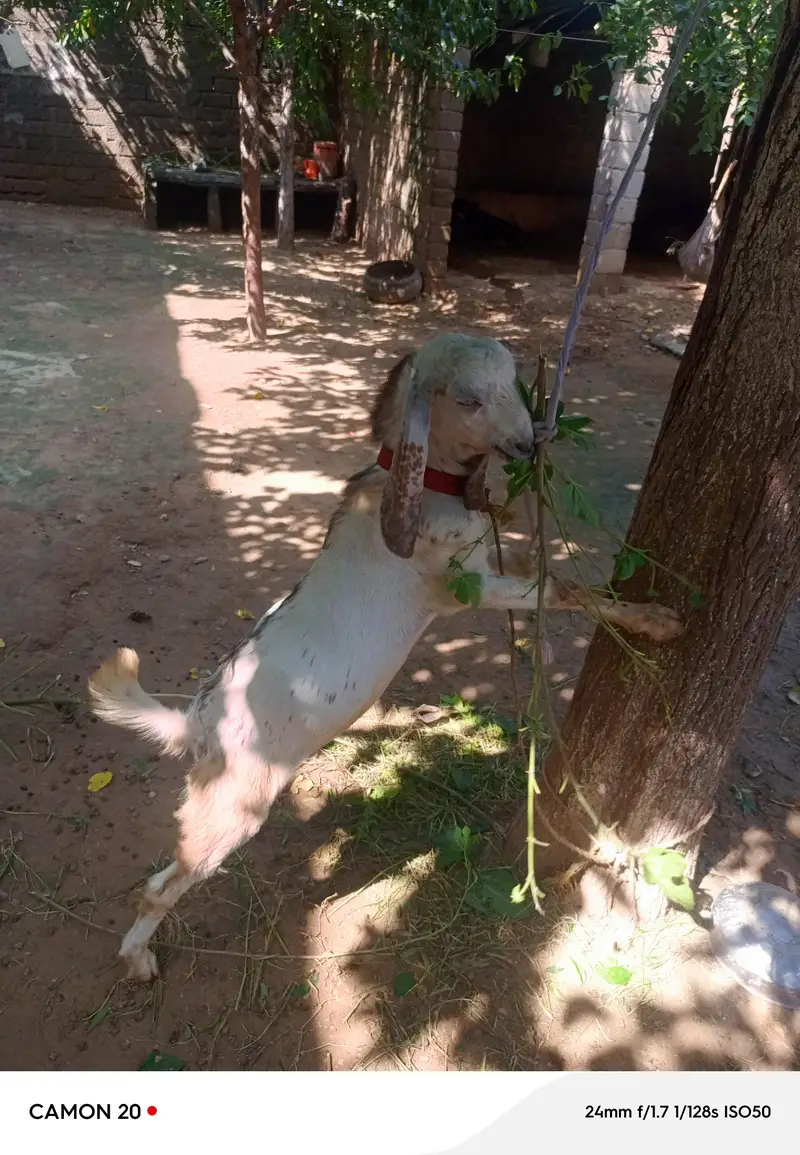 bakra for sale