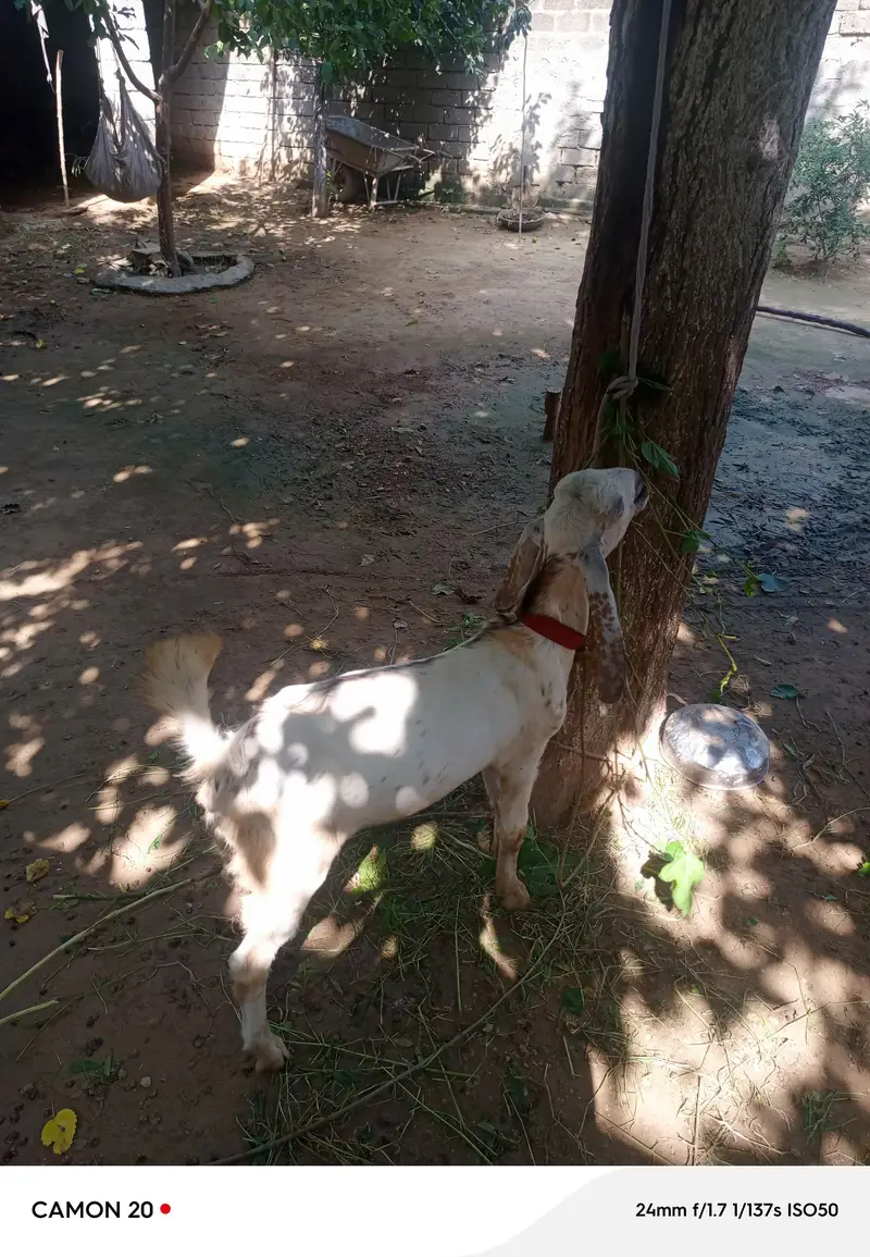 bakra for sale — photo 2