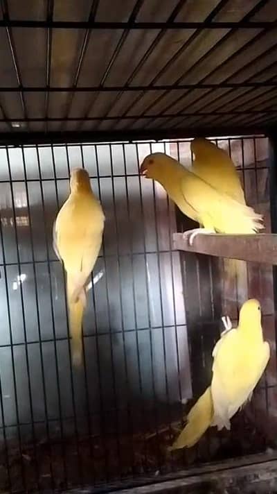 yellow ringneck