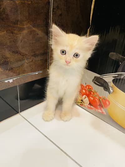1.5 months double coated white persian kitten