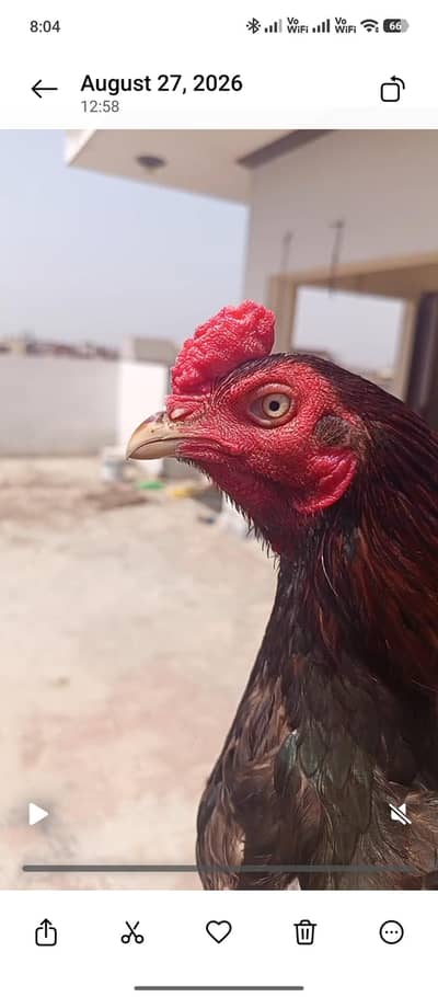 lakha patha or sawi pathi
