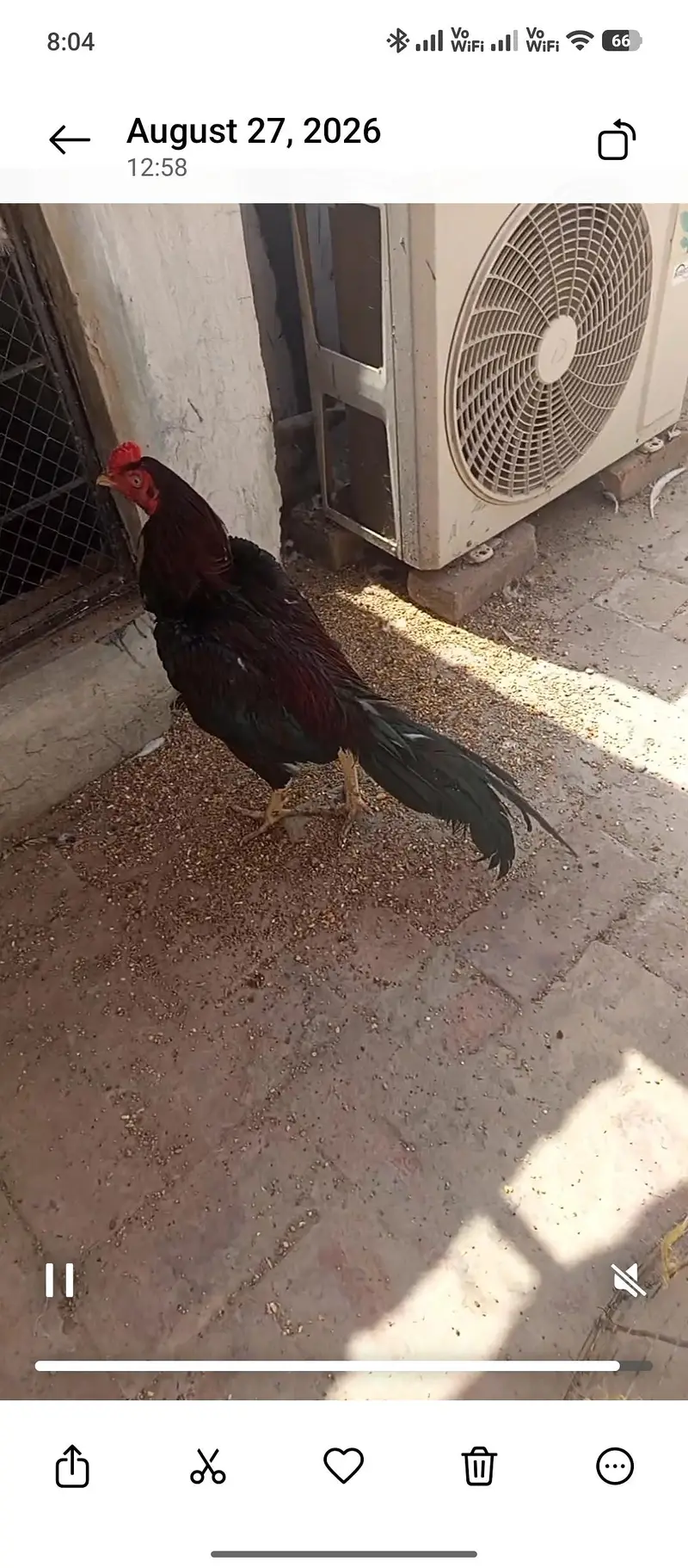 lakha patha or sawi pathi — photo 3