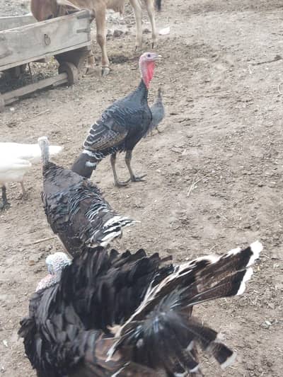 Turkey Birds Premium quality