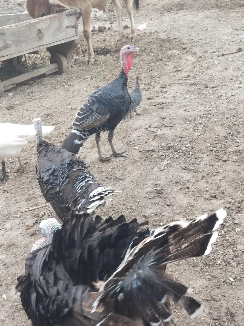 Turkey Birds Premium quality