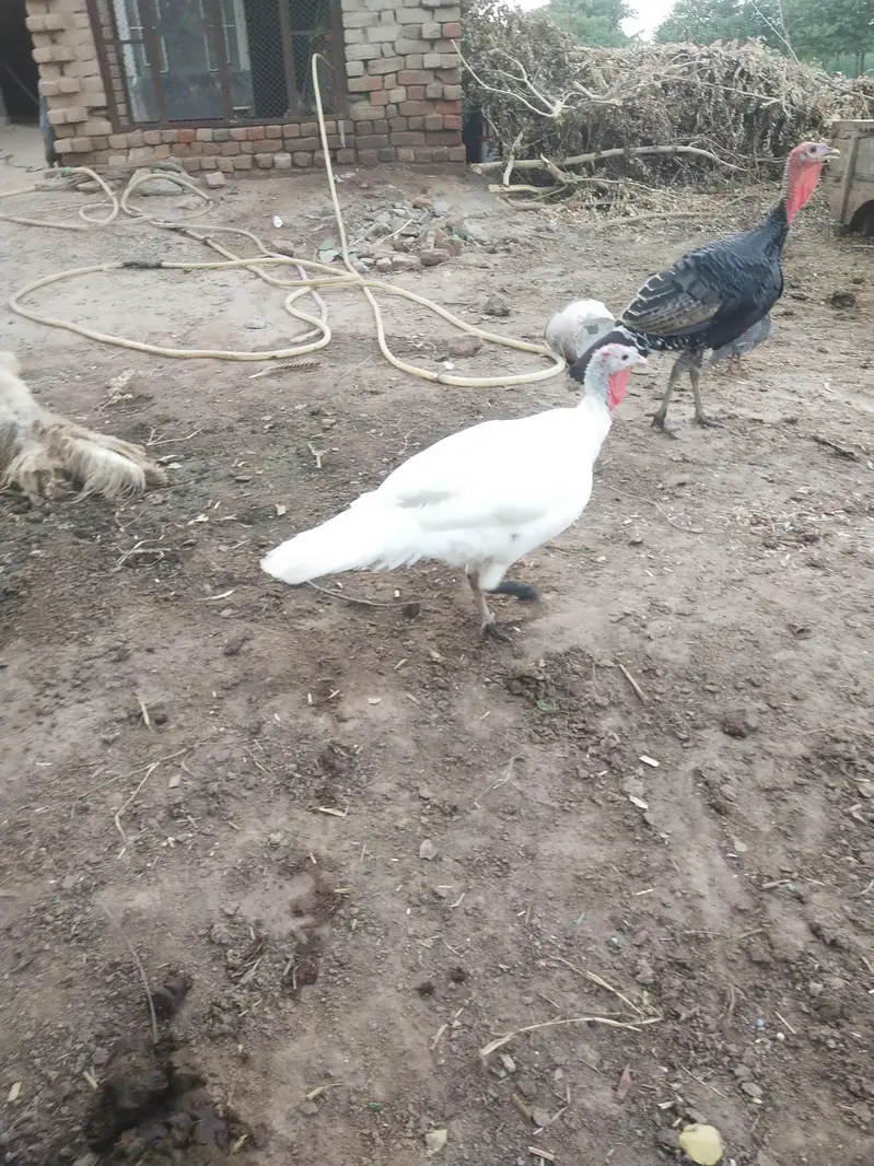 Turkey Birds Premium quality — photo 2