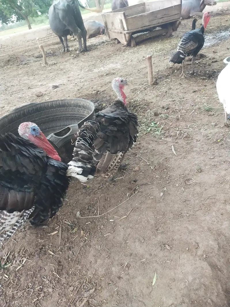 Turkey Birds Premium quality — photo 3