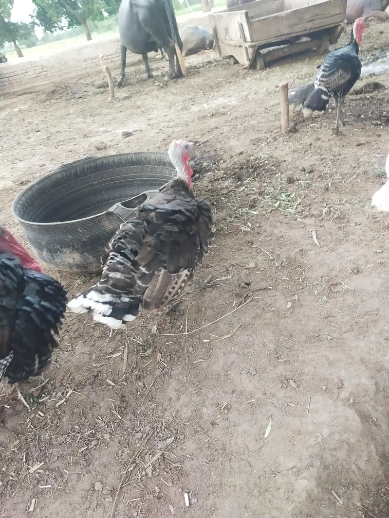 Turkey Birds Premium quality — photo 4