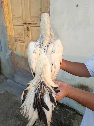 Thai Aseel Cros Murga