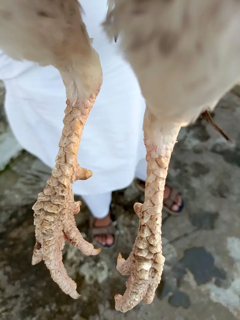 Thai Aseel Cros Murga — photo 3