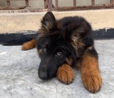 German Shepherd male puppy long coat  black mask  for sale