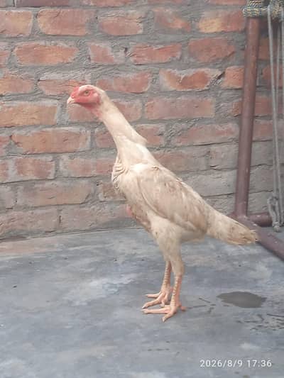 Aseel Shamo Pair