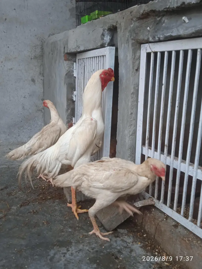 Aseel Shamo Pair — photo 2