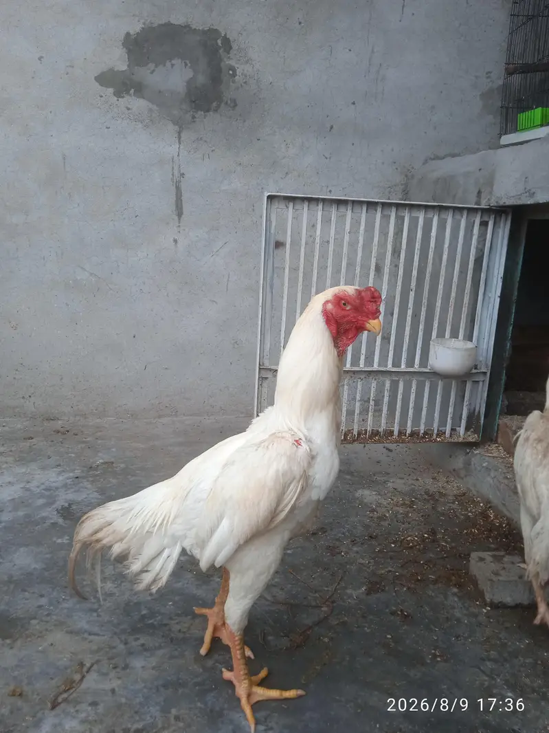 Aseel Shamo Pair — photo 3