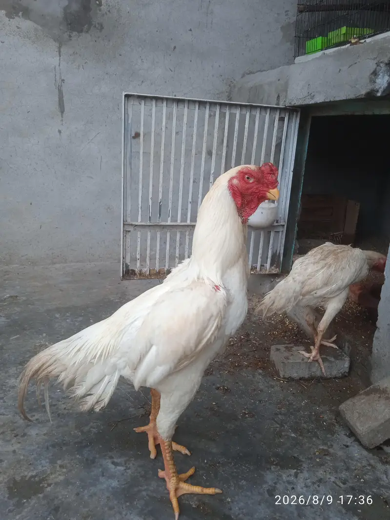 Aseel Shamo Pair — photo 4