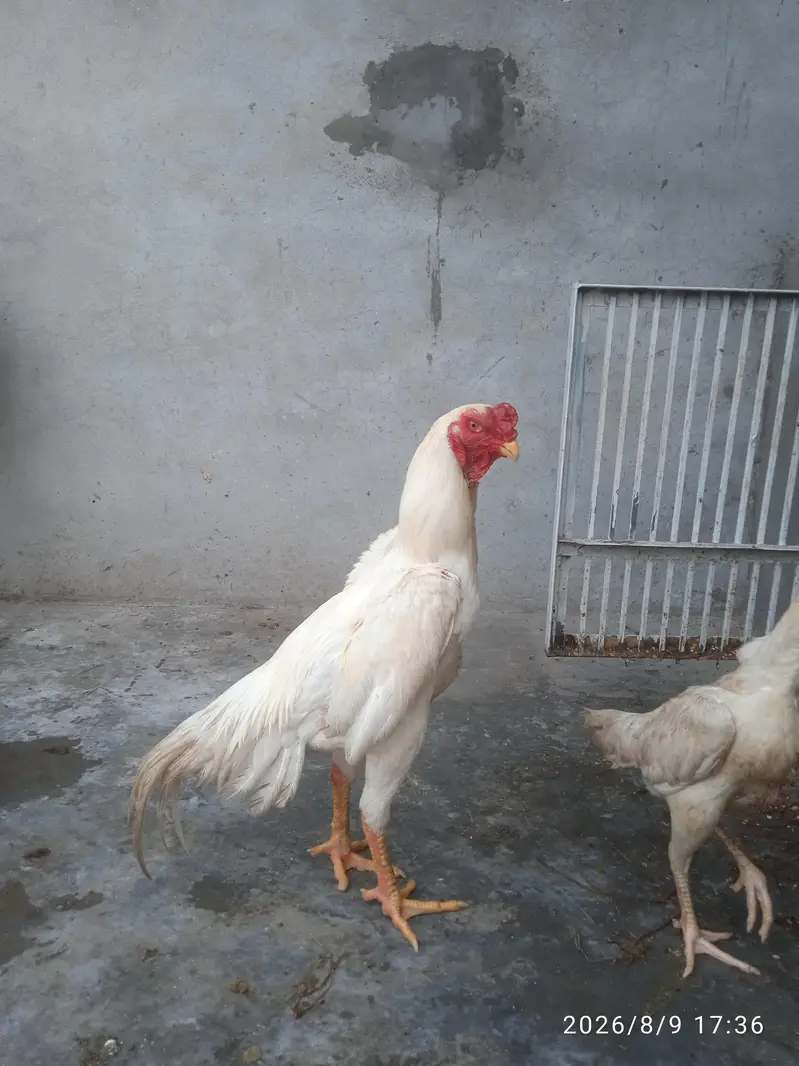 Aseel Shamo Pair — photo 5