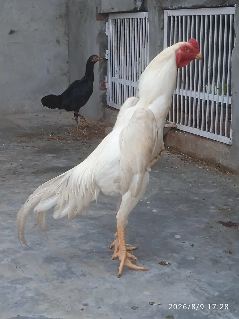 Aseel Shamo Pair — photo 11