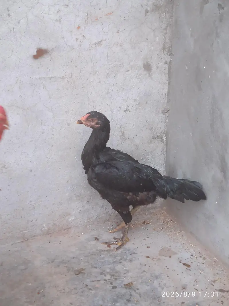 Aseel Shamo Pair — photo 12