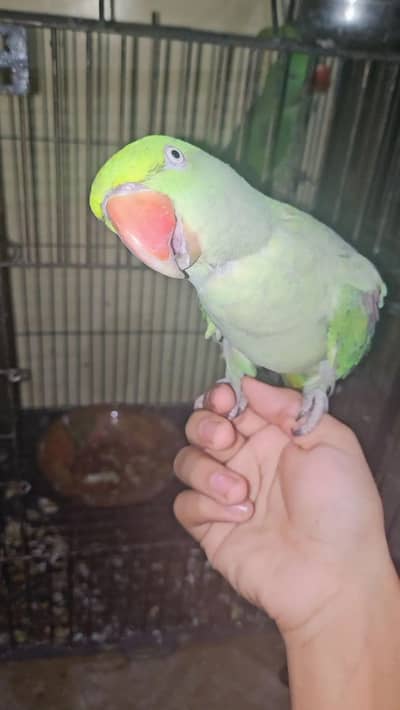 Raw parrot talking and hand tame pair