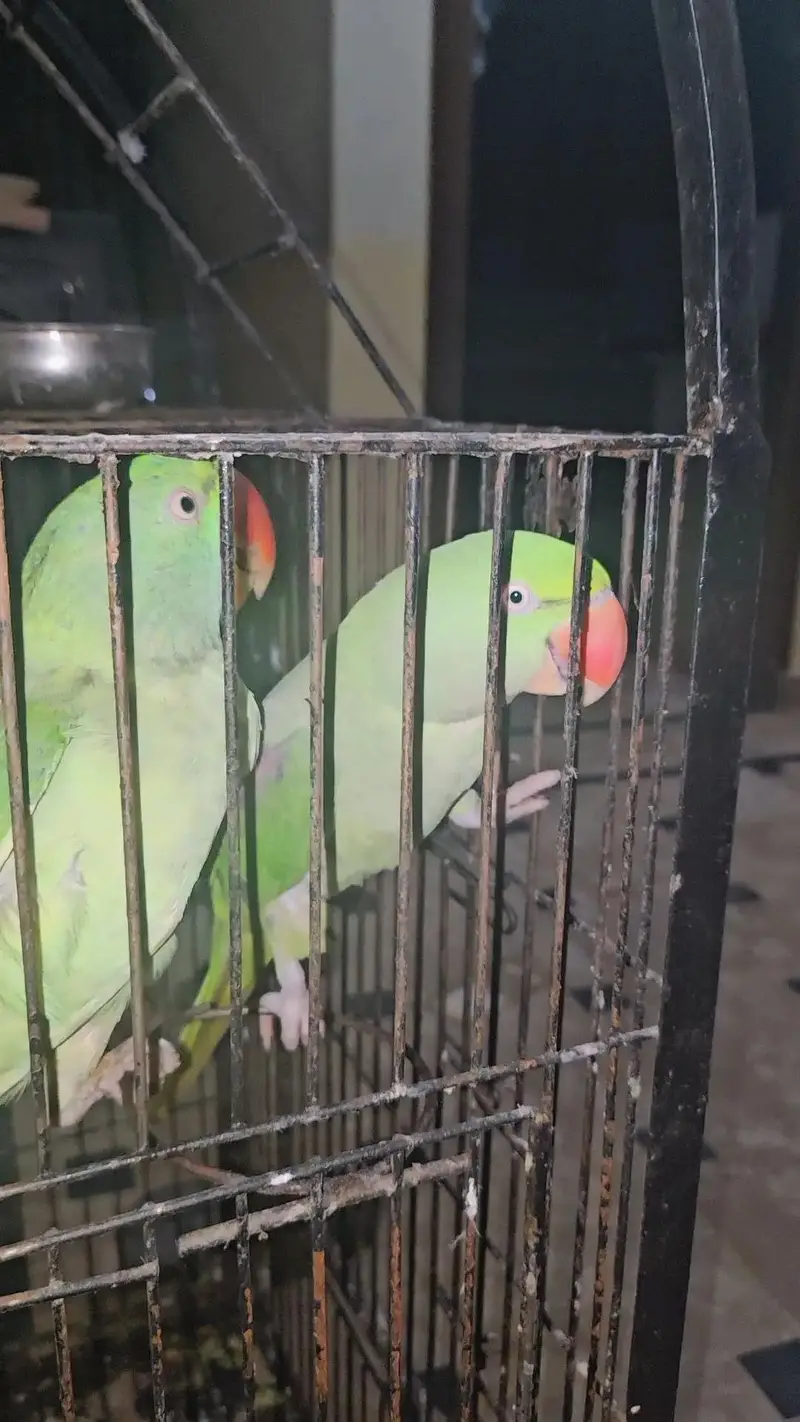 Raw parrot talking and hand tame pair — photo 2