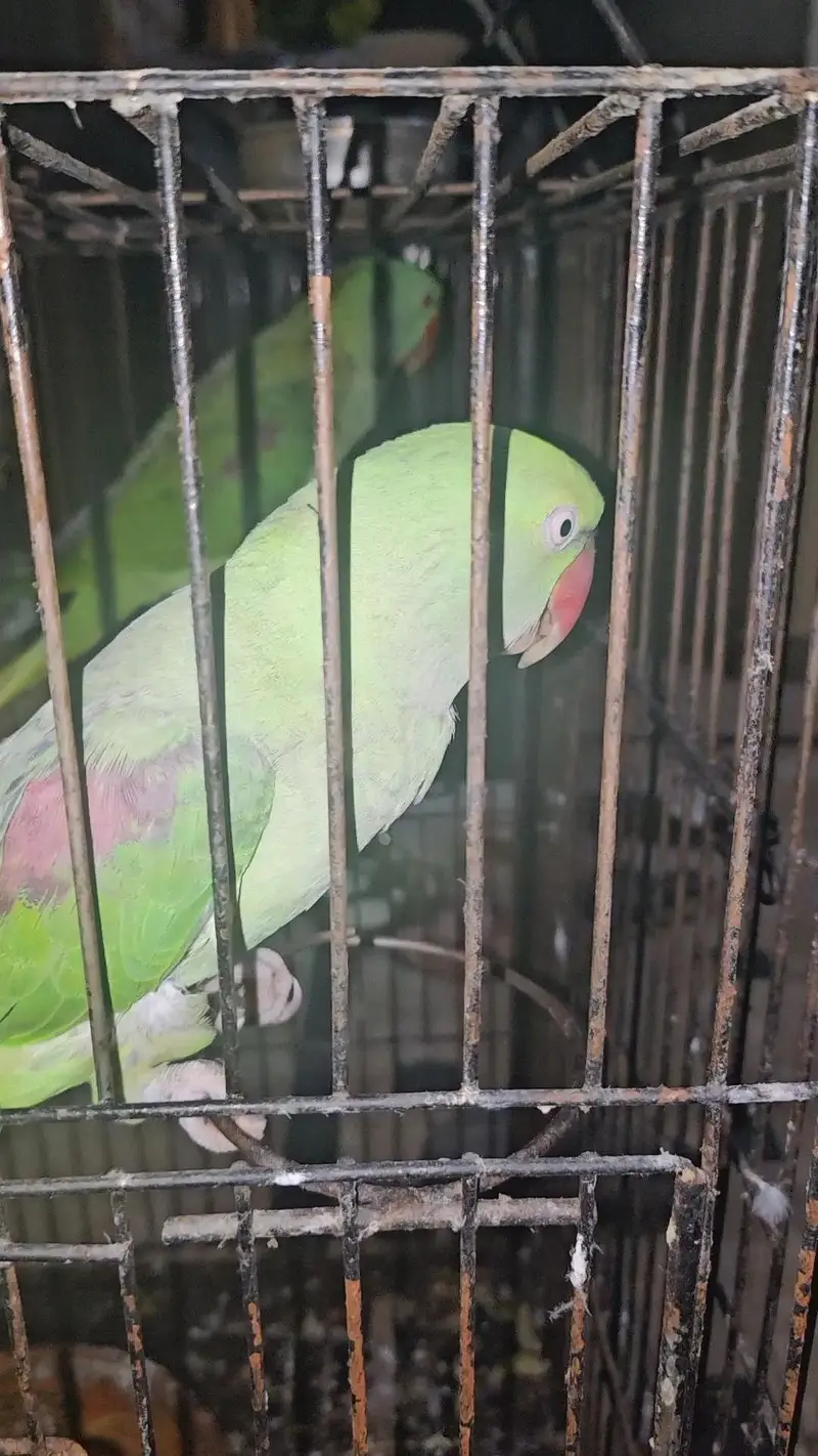 Raw parrot talking and hand tame pair — photo 3