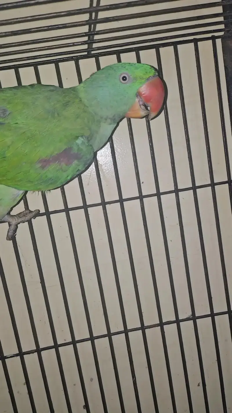 Raw parrot talking and hand tame pair — photo 4