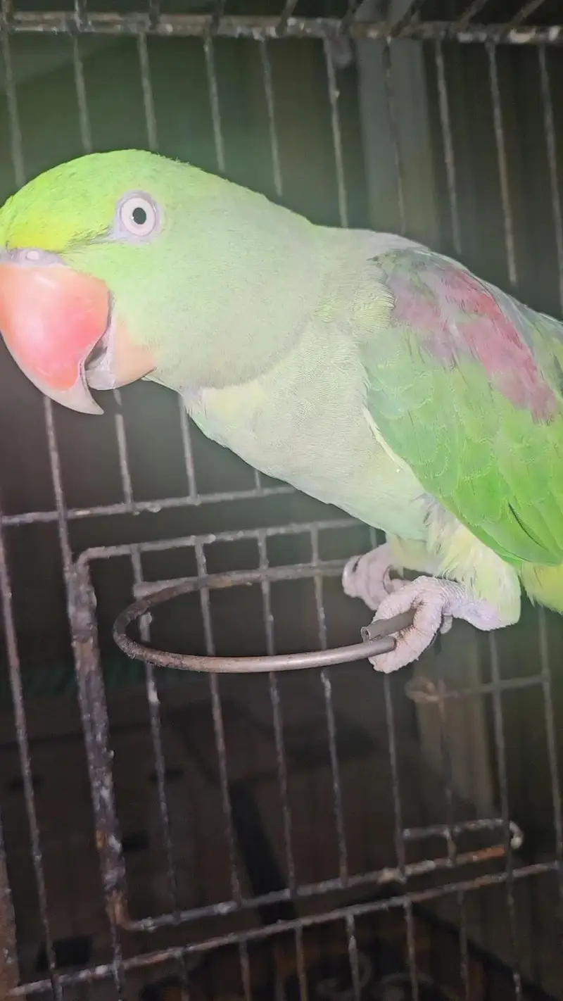Raw parrot talking and hand tame pair — photo 5