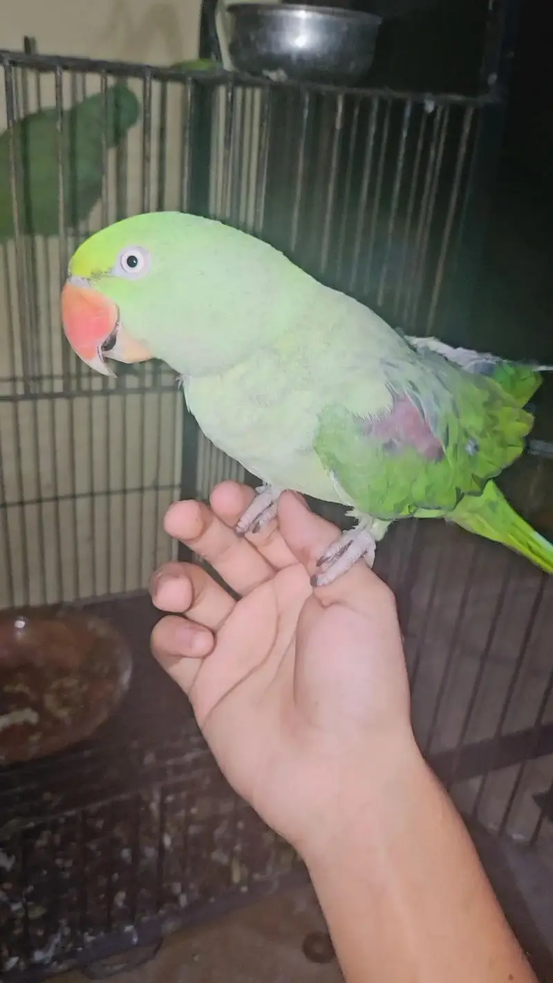 Raw parrot talking and hand tame pair — photo 6