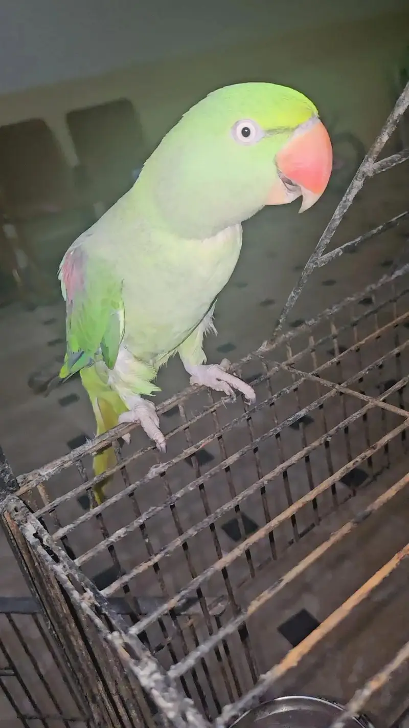 Raw parrot talking and hand tame pair — photo 7