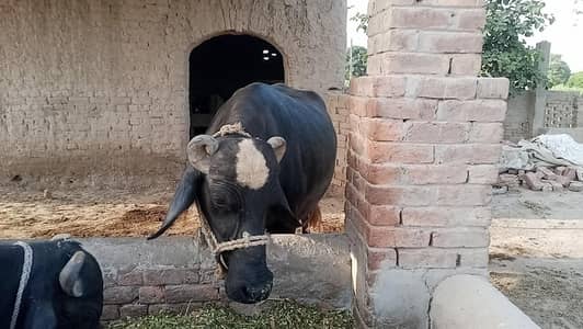 بھینس برائے فروخت