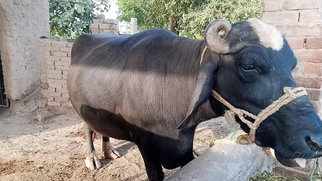 بھینس برائے فروخت 1